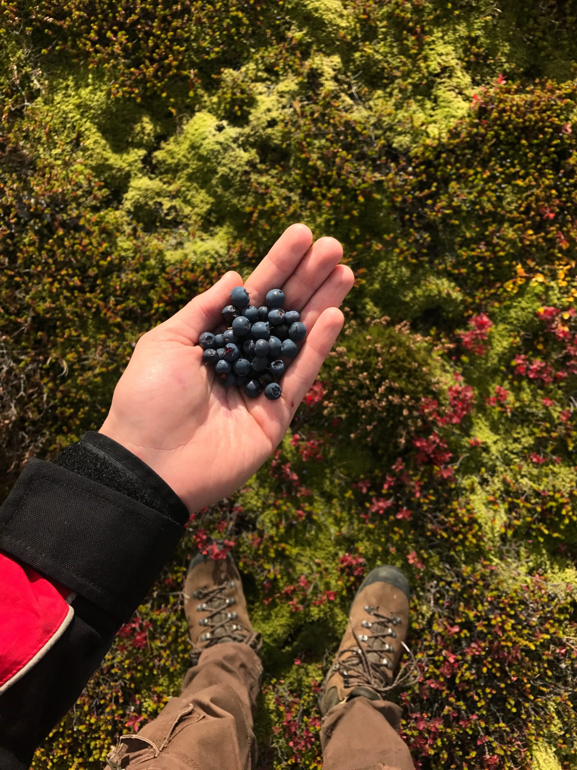 Hand mit frisch gepflückten Wildheidelbeeren in einer moosbewachsenen Heidelandschaft während einer Wanderung.