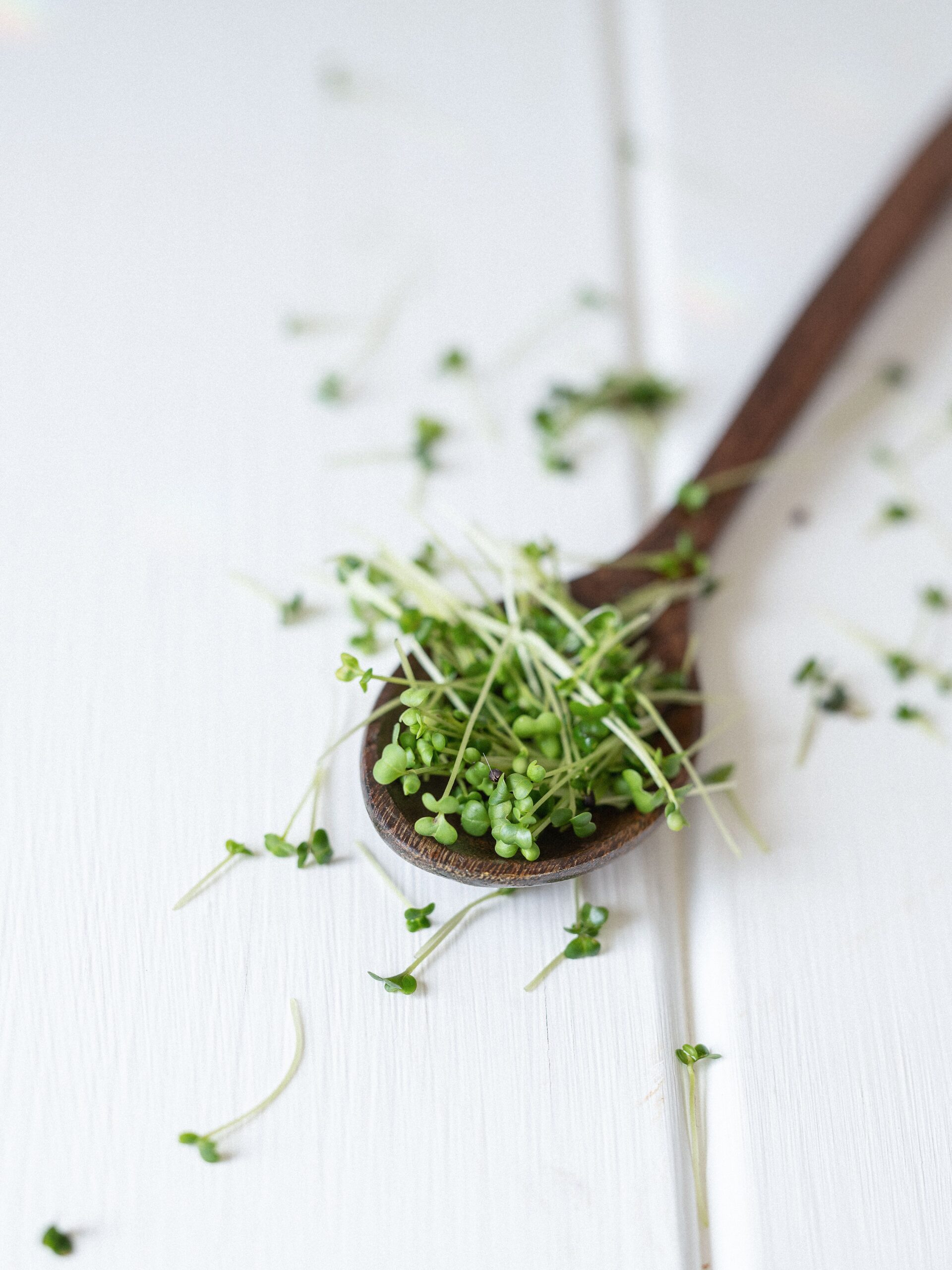 Frische Brokkolisprossen auf einem Holzlöffel als nährstoffreiches Superfood mit Sulforaphan